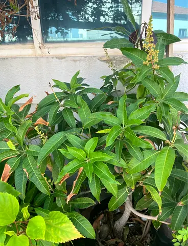 Plant