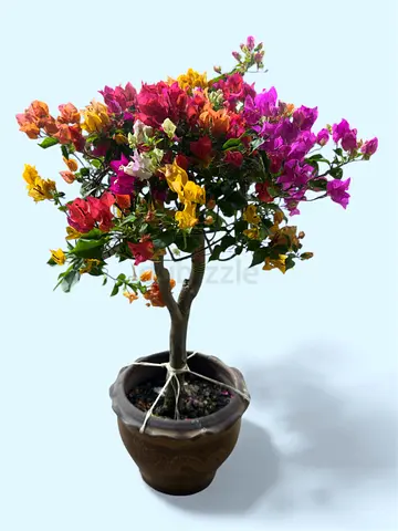 Bougainvillea Multi Color ~ 80/100 cm ht