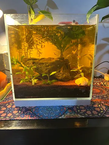 Beautiful Established Aquarium with Plants and Decor