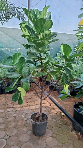 Beautiful Fiddle Leaf Fig Plant for Sale