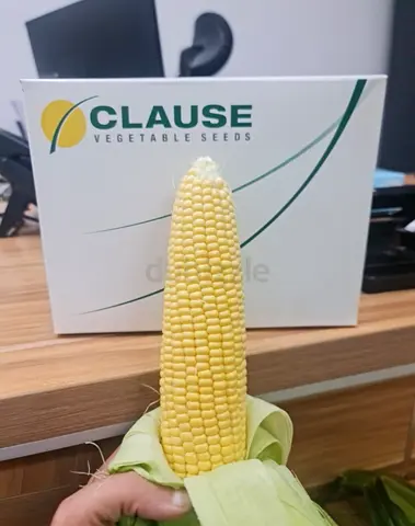 Sentinel F1 Sweet Corn Seeds (USA) - 5,000 Seeds / بذور ذرة أمريكي