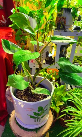 Philodendron white princes for sale