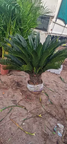 Cycus Palm