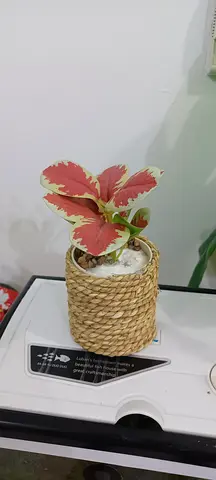 plastic plant for sale