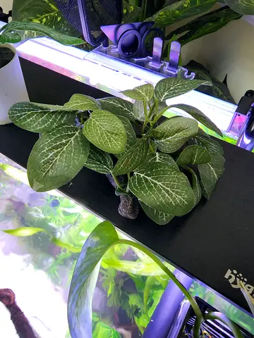 Artificial Aquarium Plant Driftwood Style