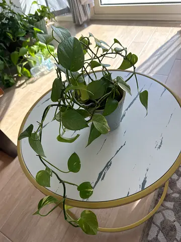 Stylish  plant pot with Boots green plant