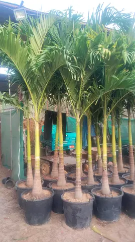 Lush Vetchia Palm Trees