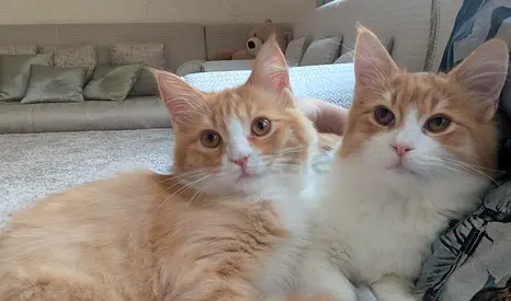KITTENS