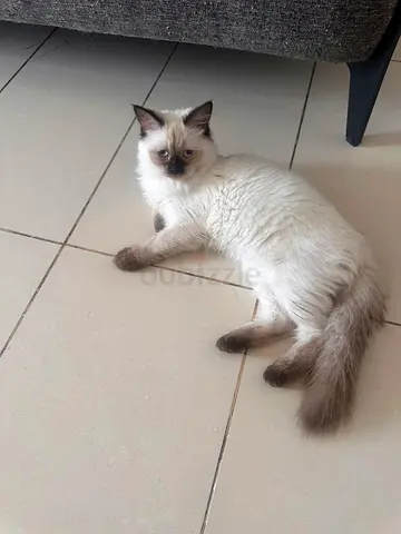 Adorable Himalayan Siamese Cat Looking for a Loving Home