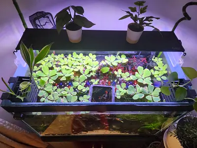 Aquarium Fresh Mini Water Lettuce