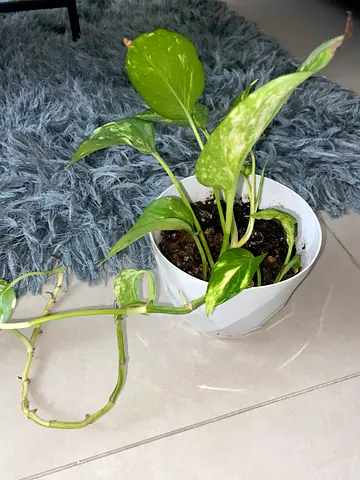 Beautiful Indoor Potted Plant - Perfect for Your Home Decor