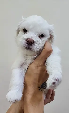 Lovely Puppy for Adoption