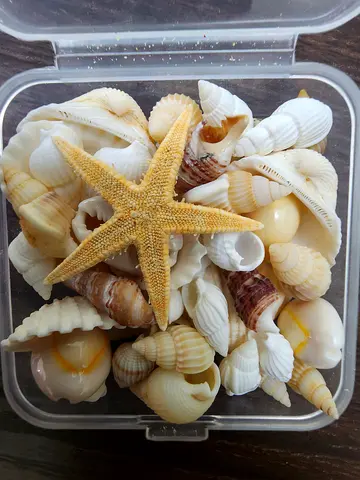 Natural Seashells Conch Mix Acquarium Decor