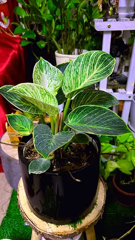 Philodendron Birkin for sale