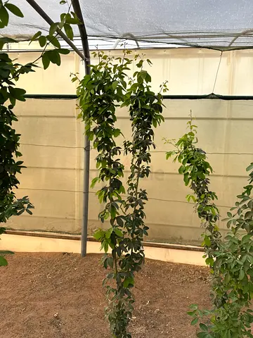 Beautiful outdoor plants for your home