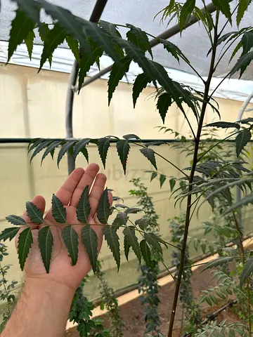 Beautiful Green Leaves for Gardening or Decoration