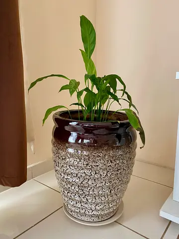 Plant vase 🪴