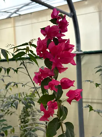 Vibrant Bougainvillea Plant for Sale