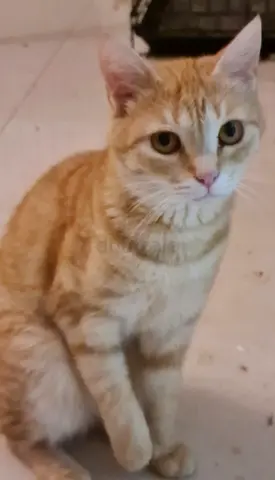 أبو ظبي/ مدينة شخبوط