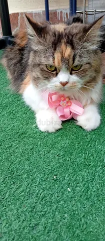 Sparkly Plush Cat Toy for Kids