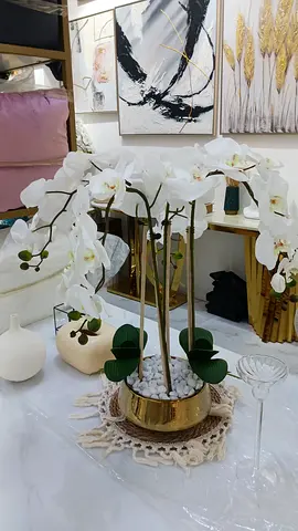 Elegant White Orchid Plant for Home Decor