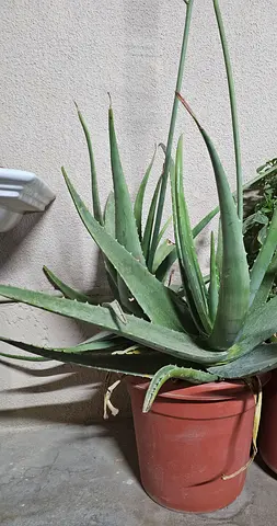 Big Aloe vera