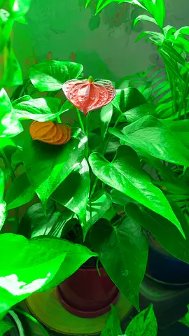 Anthurium plant for sale