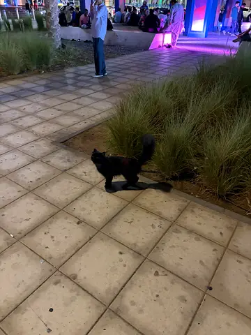 Lost Cat Madinat zayed airport road