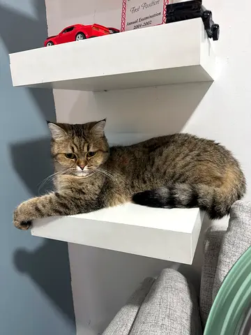 Cat for free adoption