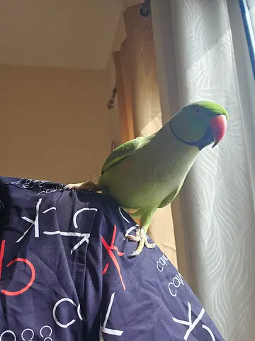 Friendly Parrot Looking for a New Home