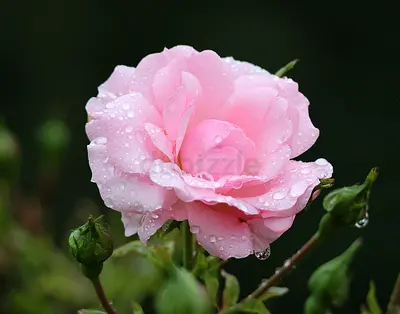 Gardening services