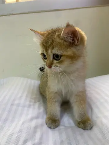 Ny11 cat very play full قطة ny وايد اليفة ولعوبة