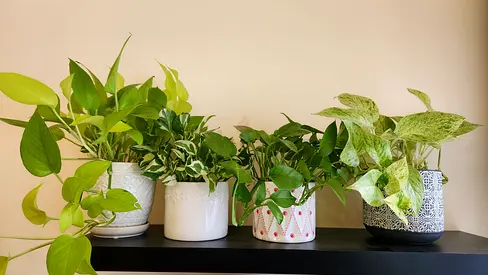 Beautiful Potted Indoor Plants Collection