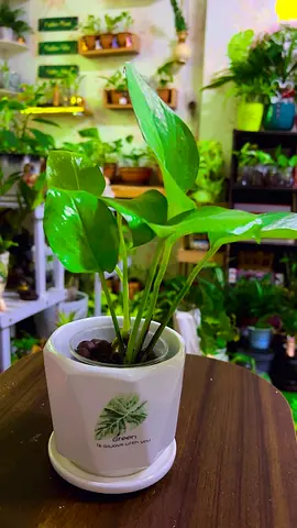 Indoor plant for sale