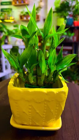 Lucky bamboo for sale