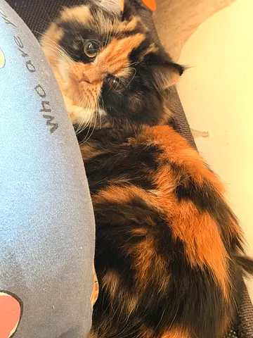 Adorable Persian Cat Looking for a Loving Home