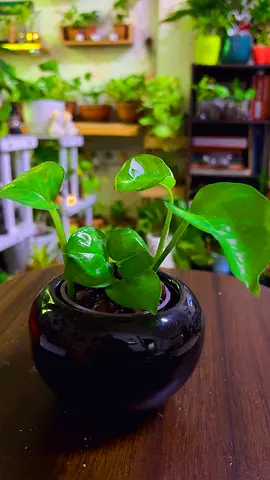 Indoor plant for sale