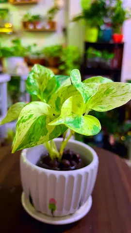 Indoor plant for sale