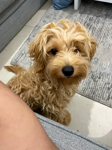 Adorable Fluffy poodle Looking for a Loving Home with all vaccinations