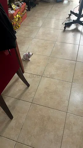 Charming Little Kitten for Adoption