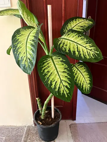 Beautiful Dieffenbachia Plant in Pot