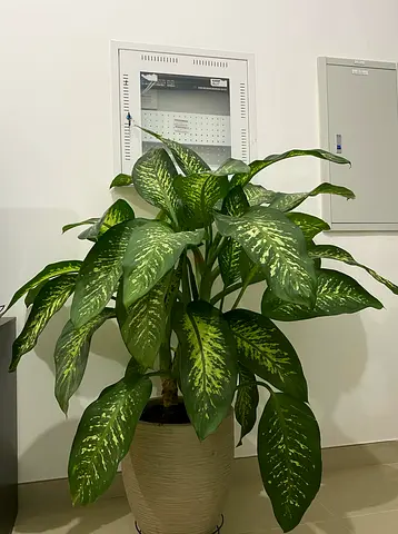 Dieffenbachia Airpurifying Indoor Plant