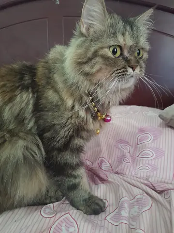 Adorable Playful Persian Cat Up for Adoption