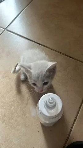 Kitten