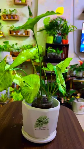 Indoor plant for sale