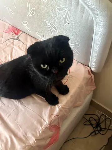 Scottish Fold male for free adoption