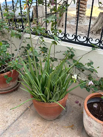 Plants for sale
