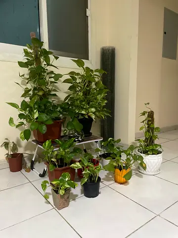 Beautiful Indoor Plants Collection for Sale