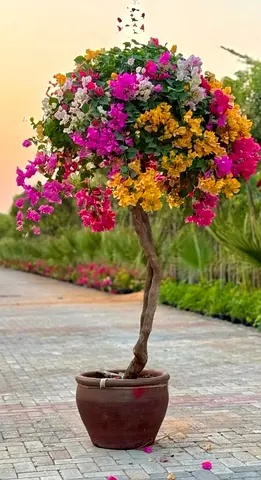 Thailandi Multicolor Bougenvilla