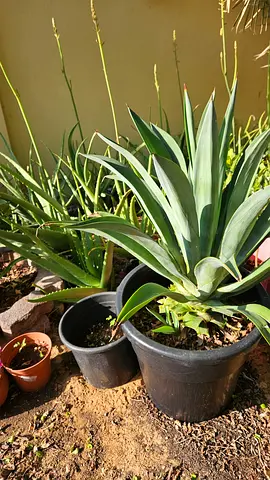 Beautiful Agave Plants for Sale